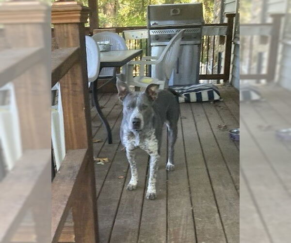 Medium Photo #2 American Pit Bull Terrier-Unknown Mix Puppy For Sale in Holly Springs, NC, USA