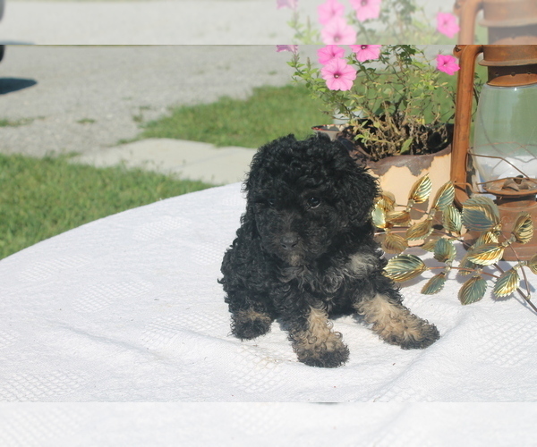Medium Photo #2 Poodle (Miniature) Puppy For Sale in SPARTA, KY, USA