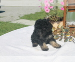 Small Photo #2 Poodle (Miniature) Puppy For Sale in SPARTA, KY, USA