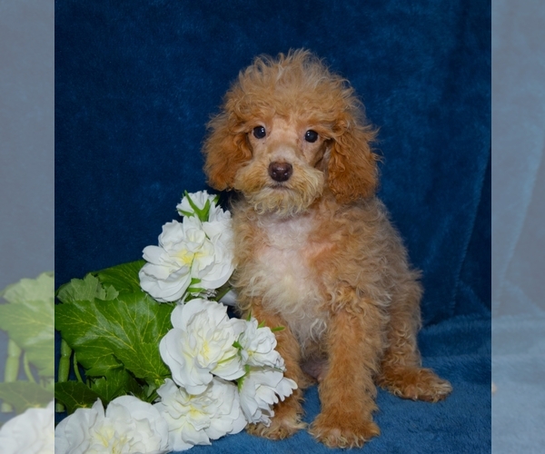 Medium Photo #1 Poodle (Miniature) Puppy For Sale in BARNESVILLE, KS, USA