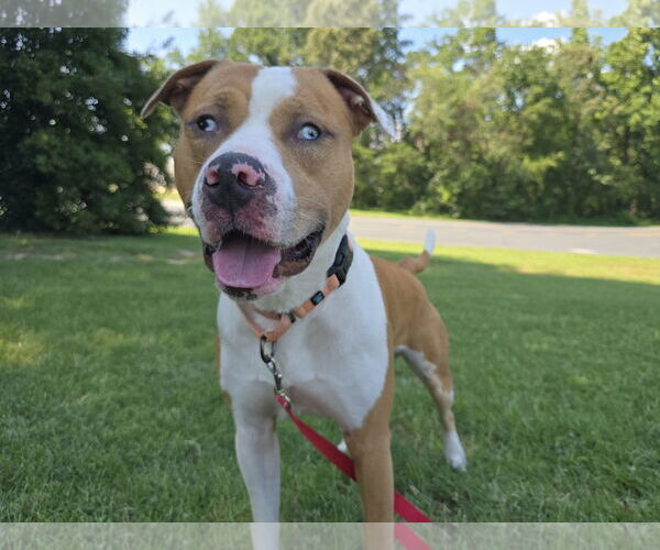 Medium Photo #1 American Pit Bull Terrier-Unknown Mix Puppy For Sale in Millersville, MD, USA