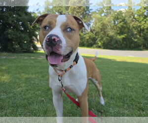 American Pit Bull Terrier-Unknown Mix Dogs for adoption in Millersville, MD, USA
