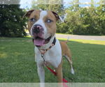 Small American Pit Bull Terrier Mix
