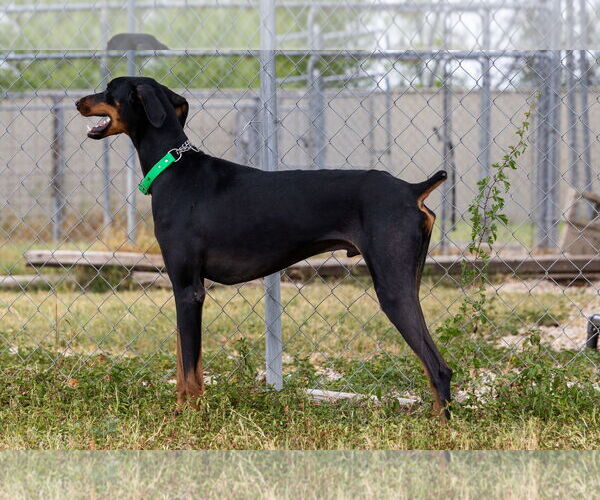 Medium Photo #2 Doberman Pinscher Puppy For Sale in Devine, TX, USA