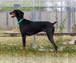 Small #1 Doberman Pinscher