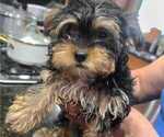 Puppy Puppy 4 Yorkshire Terrier