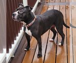 Small Photo #2 American Staffordshire Terrier Puppy For Sale in Westminster, MA, USA