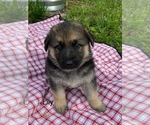Puppy Puppy 1 German Shepherd Dog