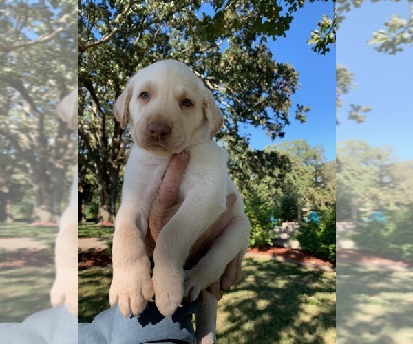 Medium Photo #12 Labrador Retriever Puppy For Sale in LEASBURG, MO, USA