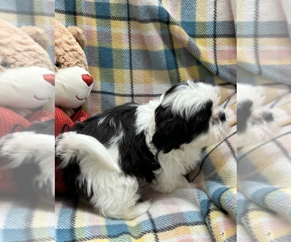 Medium Photo #7 Shih Tzu Puppy For Sale in SILEX, MO, USA