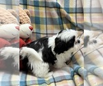 Small Photo #7 Shih Tzu Puppy For Sale in SILEX, MO, USA