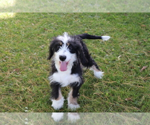 Miniature Bernedoodle Puppy for sale in SHILOH, OH, USA