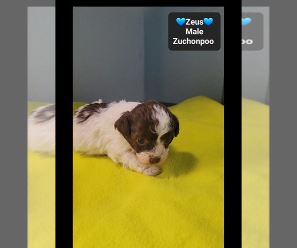 Medium Photo #3 Poodle (Toy)-Zuchon Mix Puppy For Sale in TUCSON, AZ, USA