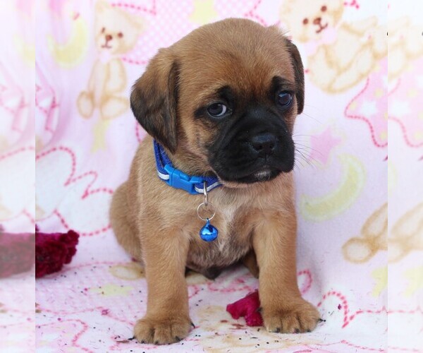 Medium Photo #9 Puggle Puppy For Sale in CHARLOTT HALL, MD, USA