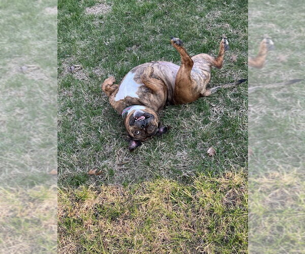 Medium Photo #12 American Pit Bull Terrier-Bulldog Mix Puppy For Sale in Wenonah, NJ, USA