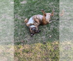 Small #11 American Pit Bull Terrier-Bulldog Mix