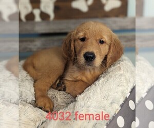 Golden Retriever Puppy for Sale in CLARE, Illinois USA