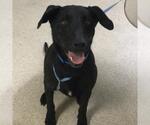 Small Labrador Retriever