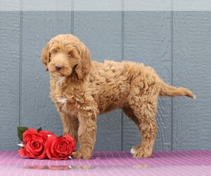 Labradoodle-Poodle (Standard) Mix Puppy for sale in FREDERICKSBG, OH, USA