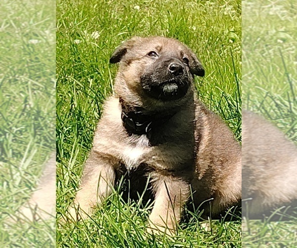 Medium Photo #11 German Shepherd Dog Puppy For Sale in BEAVER FALLS, PA, USA