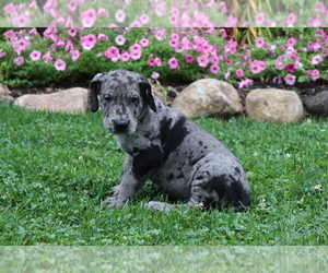 Great Dane Puppy for sale in SHILOH, OH, USA