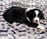Small Photo #44 Australian Shepherd Puppy For Sale in SALISBURY, NC, USA