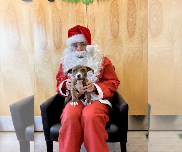 Medium Photo #9 American Staffordshire Terrier-Unknown Mix Puppy For Sale in Holly Springs, NC, USA