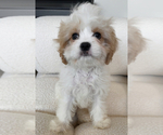 Image preview for Ad Listing. Nickname: Cavapoo
