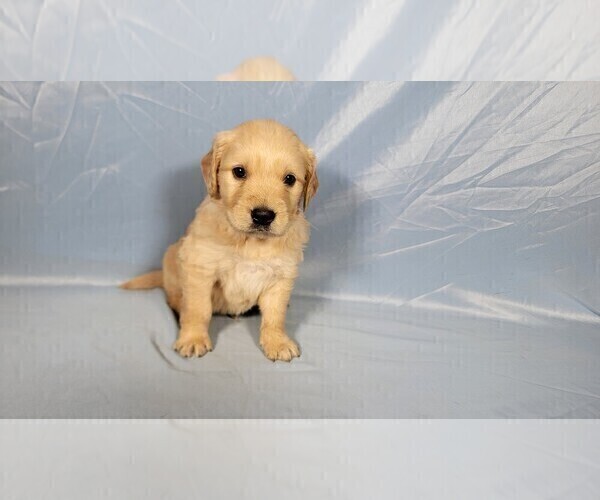 Medium Photo #25 Golden Retriever Puppy For Sale in BLACK FOREST, CO, USA