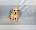 Small #3 Golden Retriever