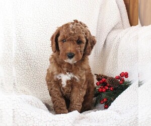 Poodle (Miniature) Puppy for sale in STEVENS, PA, USA