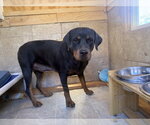 Small #3 Rottweiler