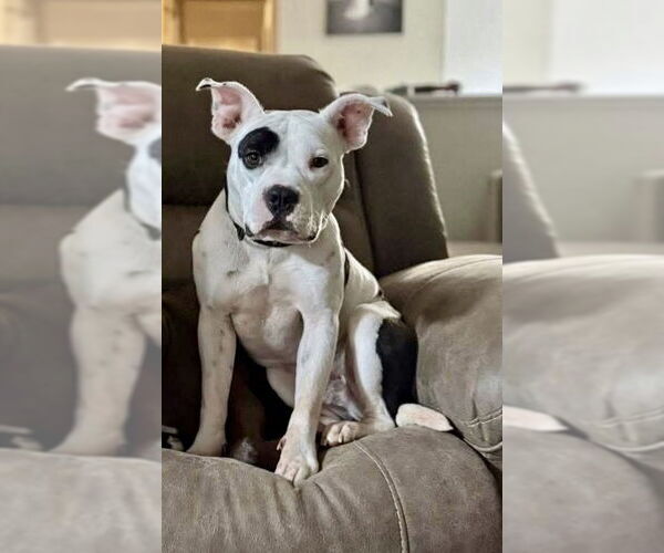 Medium Photo #10 Mutt Puppy For Sale in Grafton, WI, USA