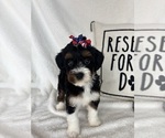 Small #1 Bernedoodle