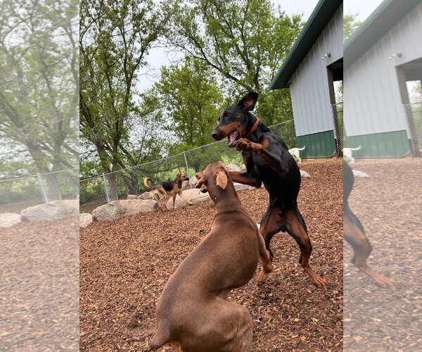 Medium Photo #29 Doberman Pinscher Puppy For Sale in Buffalo, MN, USA