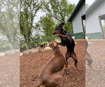 Small #28 Doberman Pinscher