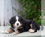 Small #4 Bernese Mountain Dog-Cavalier King Charles Spaniel Mix