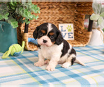 Small #4 Cavalier King Charles Spaniel
