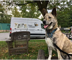 Skywalker - Male Mutt Dog for Adoption - Photo #3