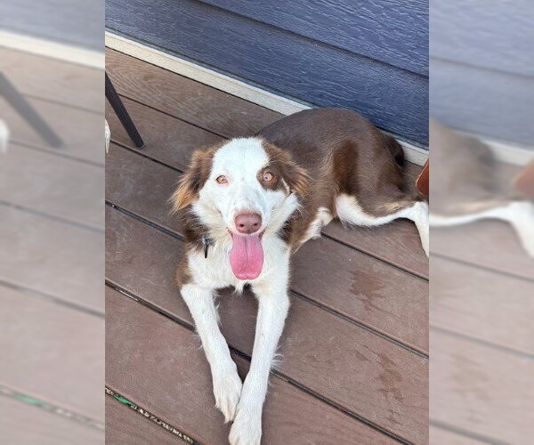 Medium Photo #3 Australian Shepherd-Unknown Mix Puppy For Sale in Salt Lake City, UT, USA