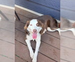 Small #2 Australian Shepherd Mix