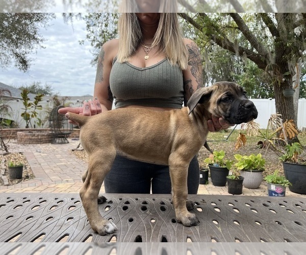 Medium Photo #2 Cane Corso Puppy For Sale in LAND O LAKES, FL, USA