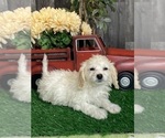 Small #3 Cavachon