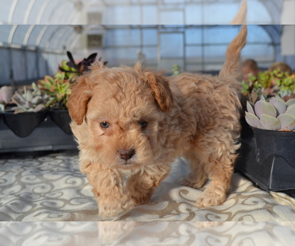Medium Photo #14 Poodle (Miniature) Puppy For Sale in GREENWOOD, WI, USA