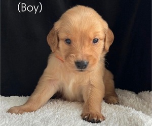 Medium Golden Retriever
