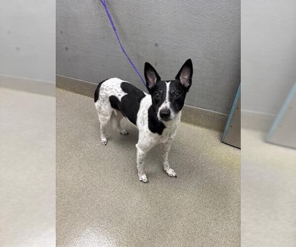 Medium Photo #1 Border Collie-Unknown Mix Puppy For Sale in Las Vegas, NV, USA