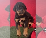 Small Photo #2 Rottweiler Puppy For Sale in MIRA LOMA, CA, USA