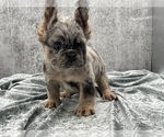 Small #7 French Bulldog