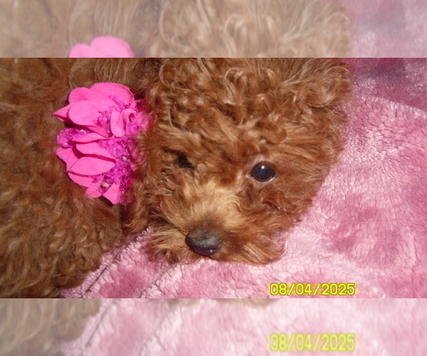 Medium Photo #1 Poodle (Toy) Puppy For Sale in DULUTH, GA, USA