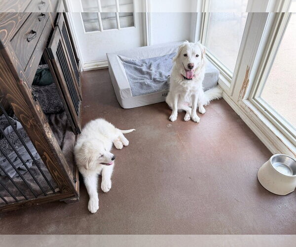 Medium Photo #6 Great Pyrenees Puppy For Sale in Dallas, TX, USA